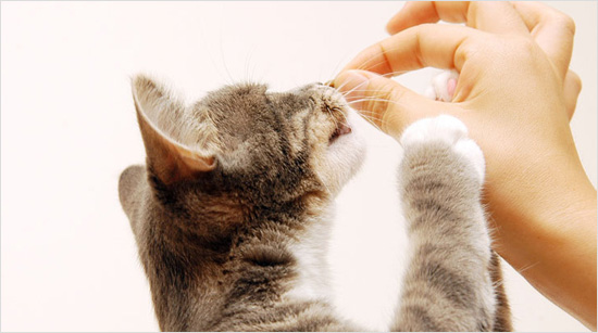 Los premios son una buena opción para conectar y acercarnos más a nuestras mascotas. Y como están elaborados específicamente para gatos, además de premiarles, son saludables para ellos.