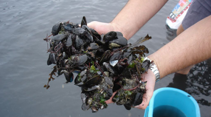 trnd_pêche aux moules