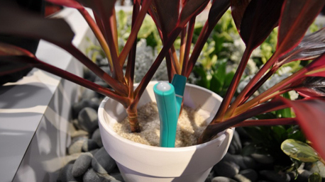 plante-objet-connecté