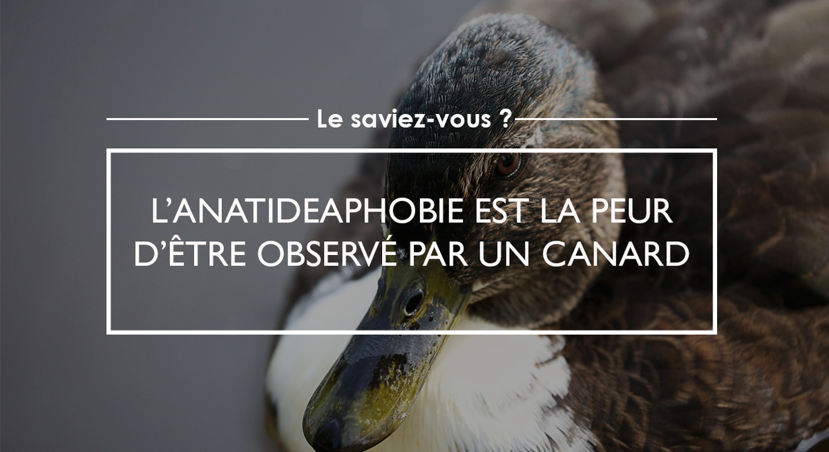 L’anatideaphobie