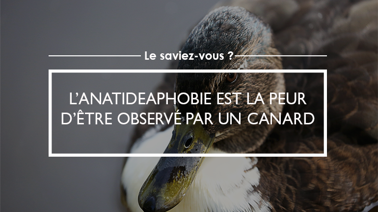 L’anatideaphobie