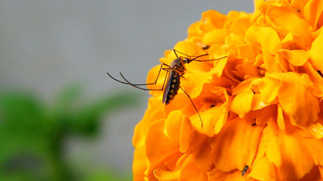 trnd-marketing-collaboratif-astuce-moustique1-jpg