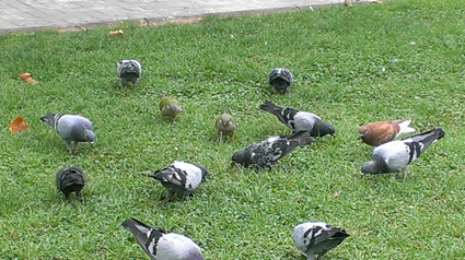 Perruches à Barcelone - trnd