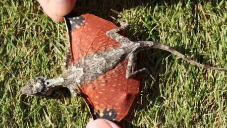 Un dragon pour de vrai ?