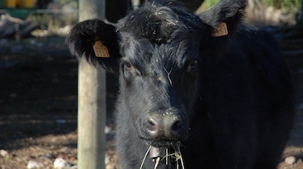 trnd-devinette-veau-jpg