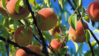 20120813-trnd-devinette-pecher-peches1-jpg