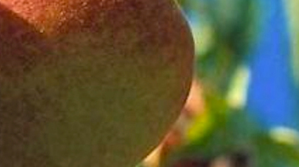 20120813-trnd-devinette-jpg