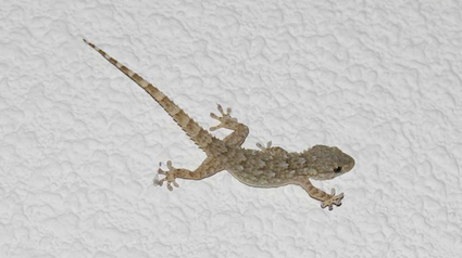 20120820-trnd-tarente1-jpg