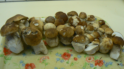 20121001-trnd-Champignon-Cepes-jpg