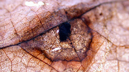 20120903-trnd-feuille-illusion-jpg