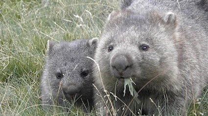 Wombat-jpg