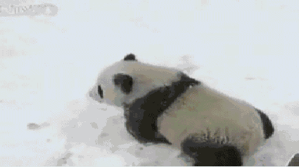 pandaaaas-gif