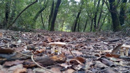 trnd-Promenons-nous dans les bois