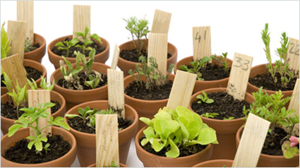 TRND_marketing_participatif_blog_communauté_semis