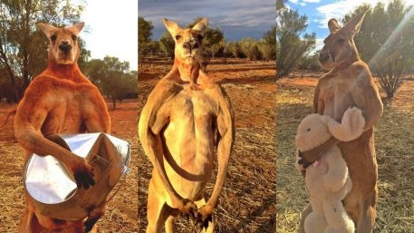 Roger : super kangourou !