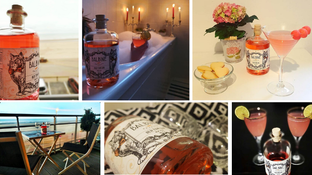 gin balbine spirits