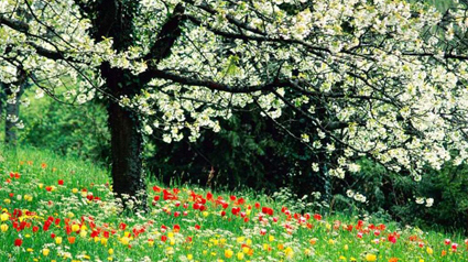 trnd_marketing_participatif_blog_communauté_printemps