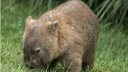 wombat-jpg