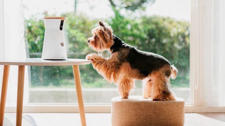 distributeur de croquettes