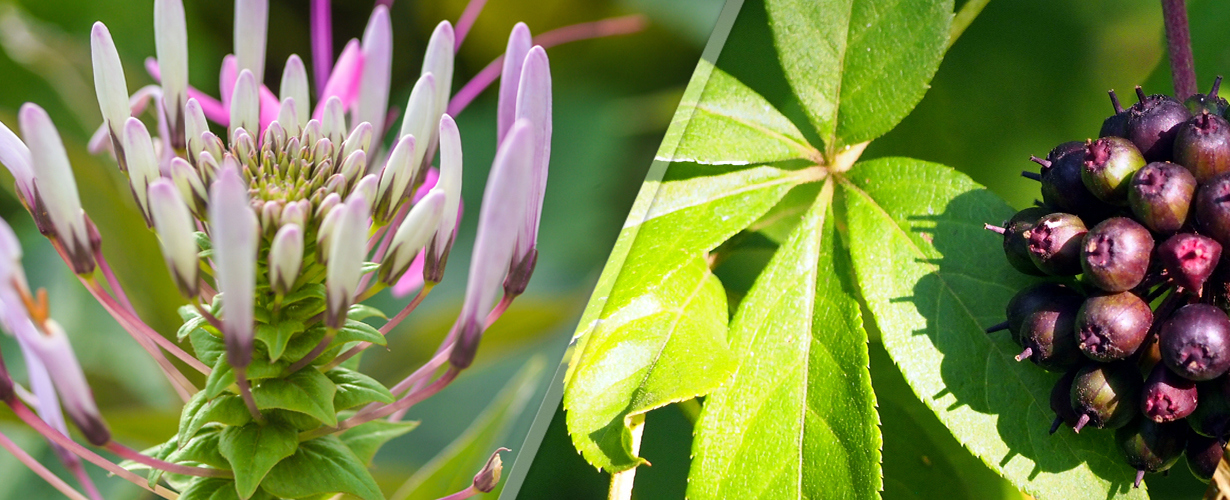 Une formule à base de 2 plantes adaptogènes : la Rhodiola pour mieux résister au surmenage et l’Éleuthérocoque pour retrouver un bien-être émotionnel et physique.
