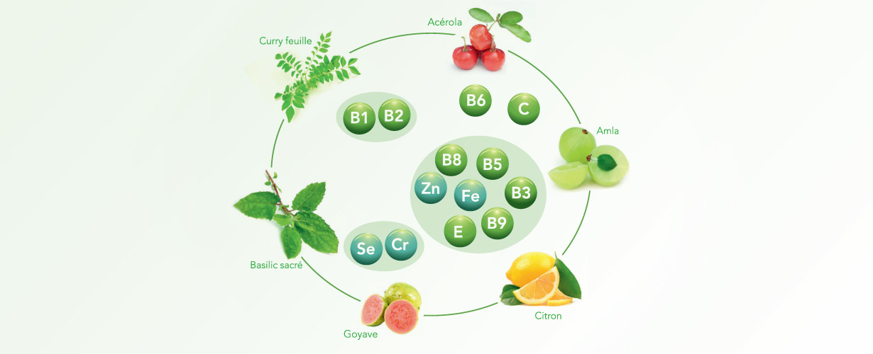 ARKOVITAL® PUR’ENERGIE MULTIVITAMINES est composé de plantes et de fruits naturellement riches en vitamines et minéraux dont l’assimilation par l’organisme est optimisée.