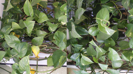 Celle de trnder 02isadom n'a plus de feuilles jaunes.