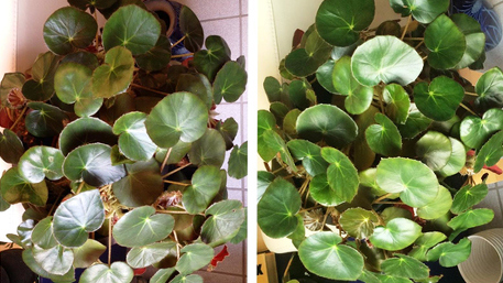 La plante de trnder emy2502 reverdit de plaisir avec Top Croissance.