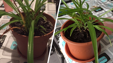 trnder kashou prend plaisir a voir sa plante s'étoffer avec des feuilles plus nombreuses !