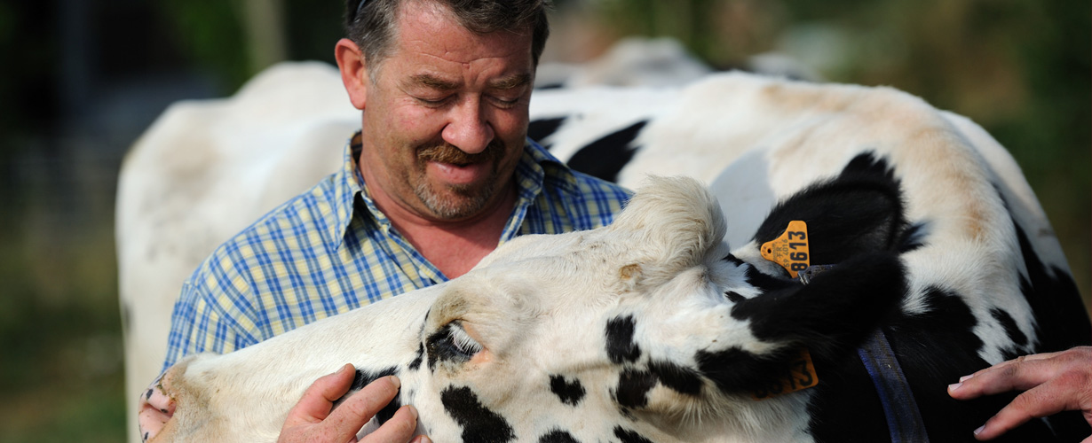 GrandLait léger & digeste est collecté dans les fermes sélectionnées avec soin, garantissant un lait de qualité supérieure**. 