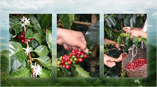 Lobodis envoie ses plus grands explorateurs aux quatre coins du monde, sur les terres de naissance du café pour nous apporter un café précieux et pur.