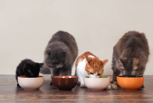 Carrefour Companino Expert 