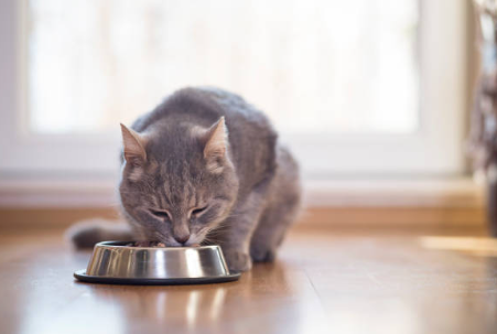 Carrefour Companino Expert