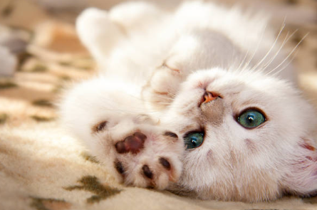 Carrefour Companino Expert