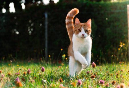 Carrefour Companino Expert 