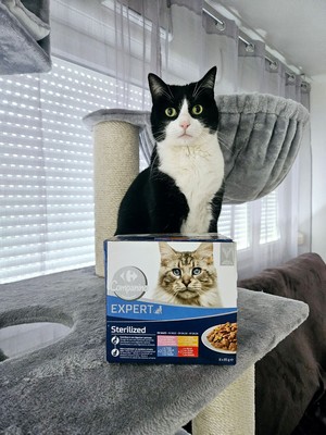 Carrefour Companino Expert