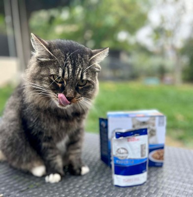 Carrefour Companino Expert