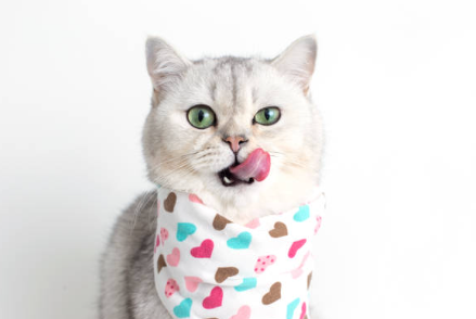 Carrefour Companino Expert