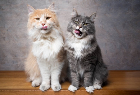 Carrefour Companino expert