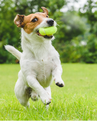 Carrefour Companino Expert