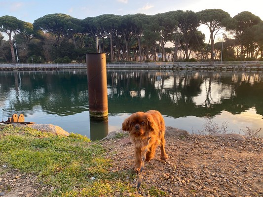 Carrefour Companino Expert 