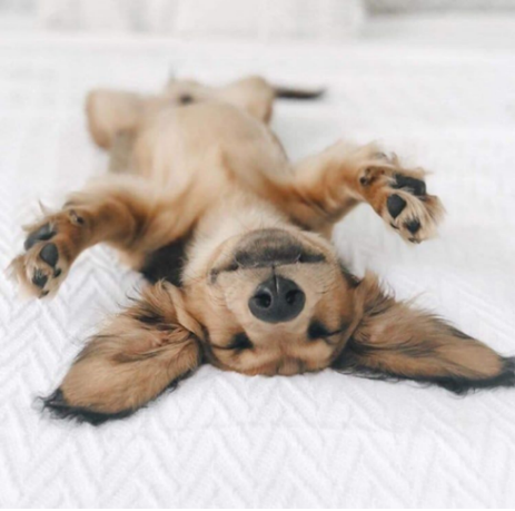 Carrefour Companino Expert