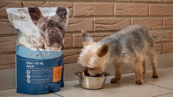 Carrefour Companino Expert