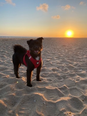 Carrefour Companino Expert 