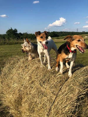 Carrefour Companino Expert 