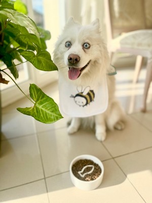 Carrefour Companino Expert