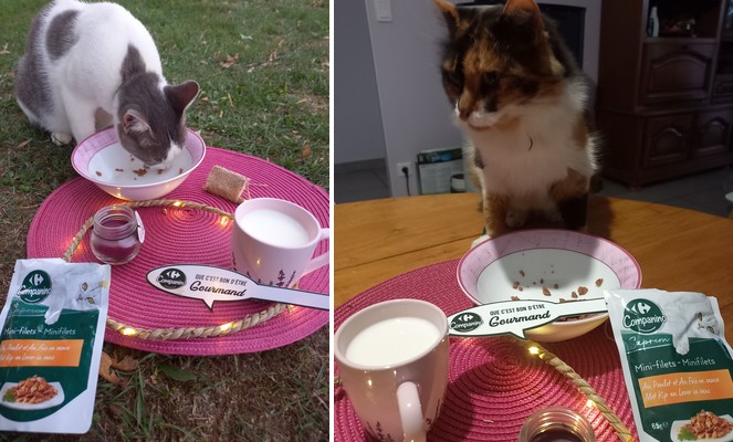 1, 2, 3 ... 20 CHATS ?!