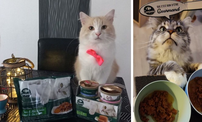 UNE AVENTURE CHATSTRONOMIQUE !