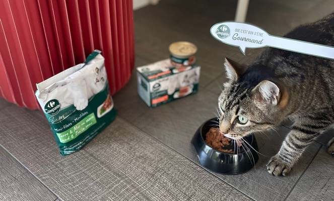 Mets ton chat sur son 31 !