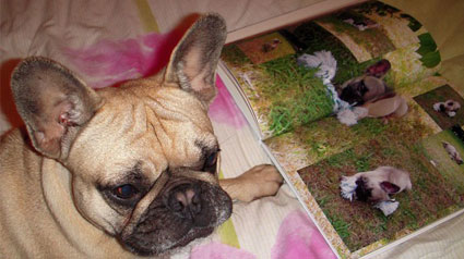 Livre-photo-CEWE_trnd_compagnon-quatre-pattes