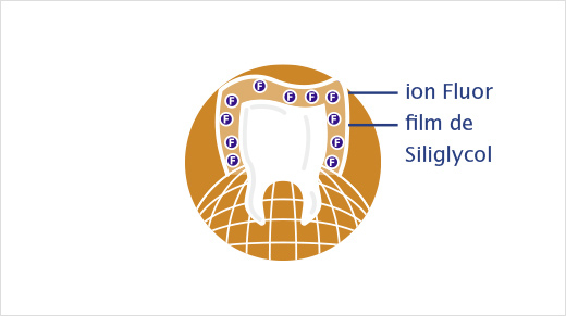2. Le Siliglycol, un agent filmogène protecteur qui retarde l'adhésion des bactéries et renforce l'action du Fluorinol® pendant et après le brossage.